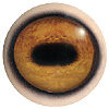 Eye code: 250FL-T05