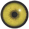 Caracal eyes. A multicoloured eye with a round pupil in a concave/convex shape and an accurately painted iris.