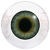 Human or Doll eyes. A great mannequin eye that can double as a human eye if required. The eye is quite fragile but can be back filled for stability.