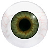Human or Doll eyes. A great mannequin eye that can double as a human eye if required. The eye is quite fragile but can be back filled for stability.