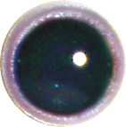 EMOTT-12 Acrylic Otter eyes. This revolution in bird eye technology was created by award winning taxidermist Erling Morch. Created in crystal clear acrylic  this natural looking eye has an accurately blended iris and a beautifully feathered pupil set at the correct depth to give the most natural all round look.