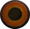 LAST CHANCE TO BUY - LIMITED STOCK Acrylic Woodduck eyes Winter. This revolution in bird eye technology was created by award winning taxidermist Erling Morch. Created in crystal clear acrylic  this natural looking eye has an accurately blended iris and a beautifully feathered pupil set at the correct depth to give the most natural all round look.