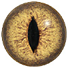 Yellow/Brown multicoloured Lizard or Snake eyes. Concave/convex reptile/dinosaur eye with a highly detailed colouration.