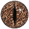 Speckled Brown Caimen Crocodile Eyes. Concave/convex reptile/dinosaur eye with a highly detailed colouration.