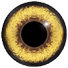 Brown/Yellow/Black Glass Bird Eyes. Concave/Convex multicolour bird eyes made from crystal and hand painted. Brown/Yellow/Black Glass Bird Eyes. Concave/Convex multicolour bird eyes made from crystal and hand painted.