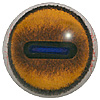 Goat or Sheep Eyes with white banding Goat or Sheep Eyes with white banding