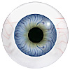 Human or Doll eyes. A great mannequin eye that can double as a human eye if required. The eye is quite fragile but can be back filled for stability.