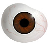 Mouth blown Mannequin Human or Doll eyes with prosthetic shells with veins. Ideal for Film and TV use. Mouth blown Mannequin Human or Doll eyes with prosthetic shells with veins. Ideal for Film and TV use.