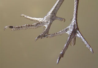 With a tarsus measurement of approximately 34mm these feet can be used for a variety of birds including Red-legged Partridge