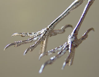 With a tarsus measurement of approximately 20mm these feet can be used for a variety of birds including Waxwing and Hawfinch