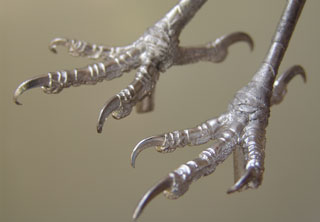 LAST CHANCE TO BUY - LIMITED STOCK - With a tarsus measurement of approximately 56mm these feet can be used for a variety of birds including large Corvids